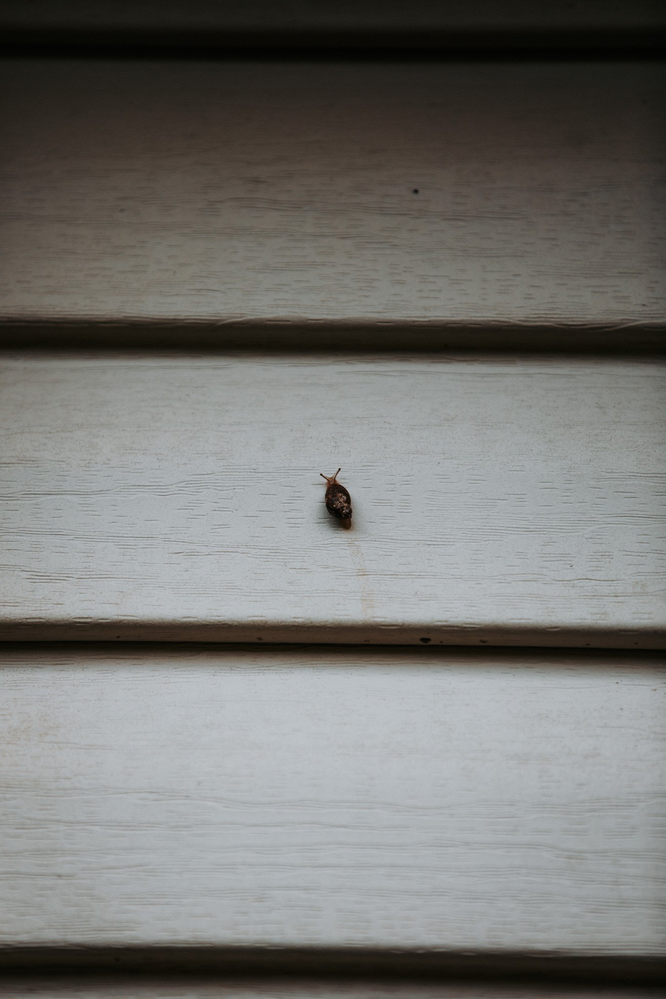 Snail on a trail product image (1)