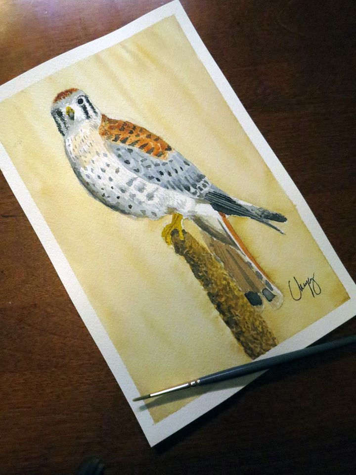 Kestrel - Original Watercolor Painting product image (1)