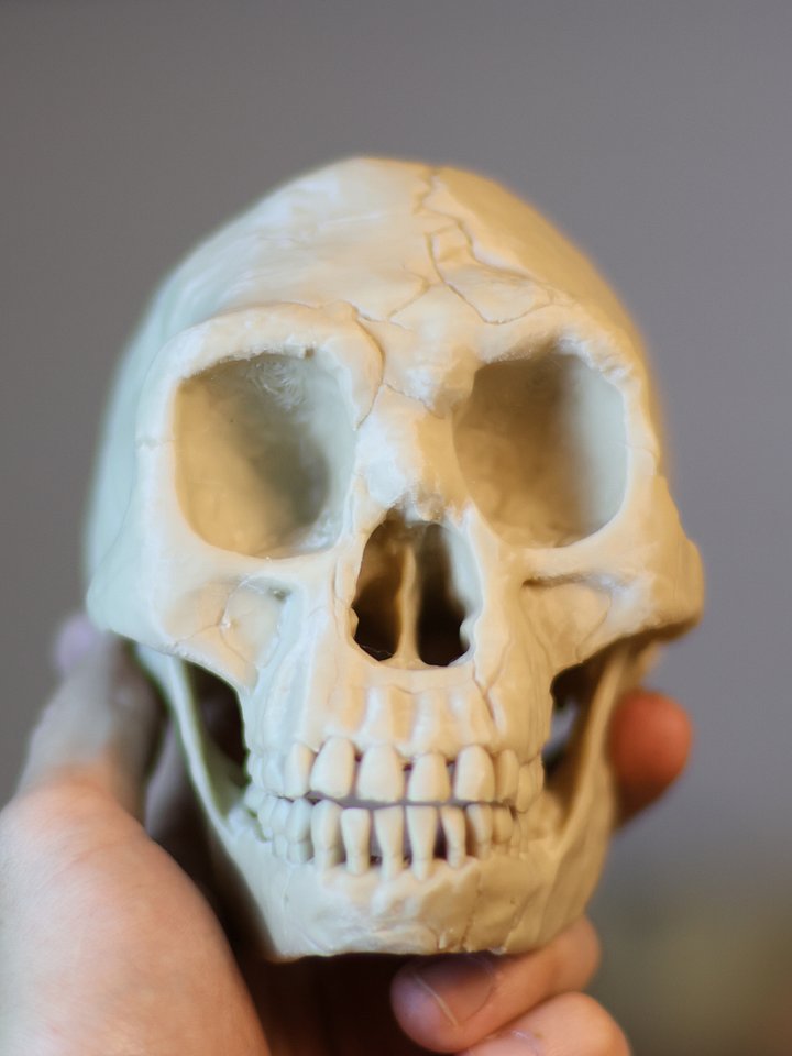 Homo floresiensis Skull product image (1)