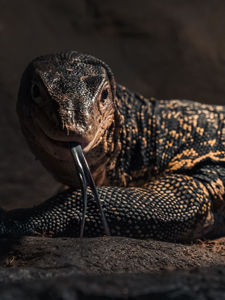 Asian Water Monitor #2 product image (1)