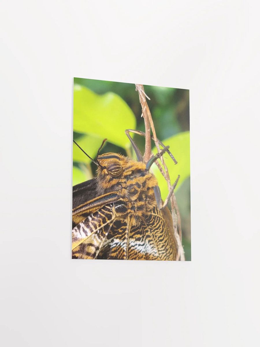 Closeup Tropical Butterfly Poster 5x7" product image (3)