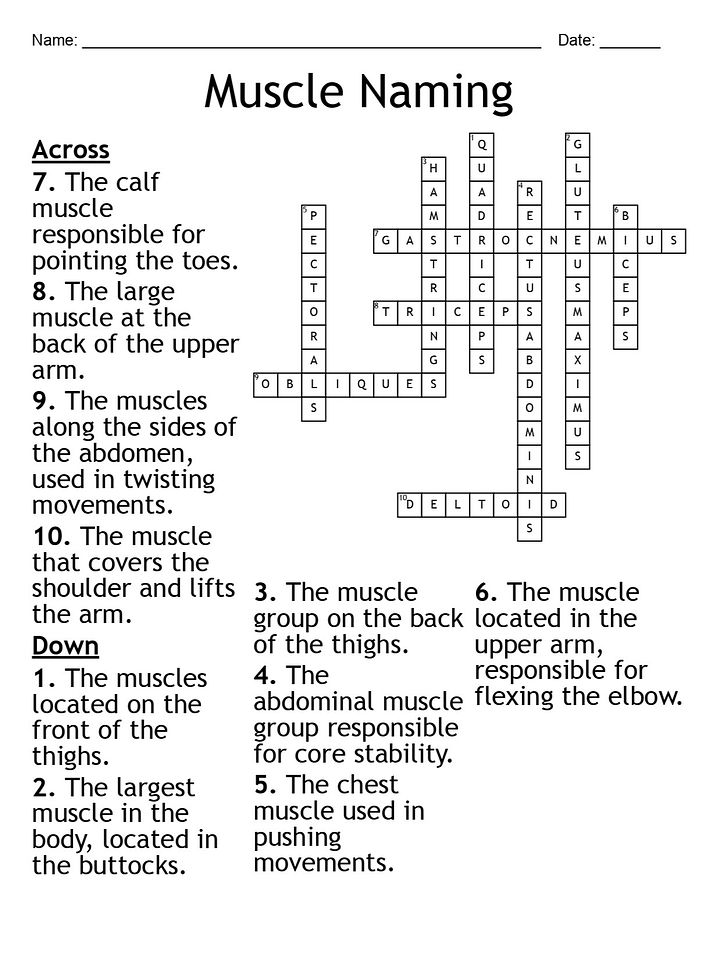 Muscle Naming Crossword Puzzle: Fun Anatomy Activity product image (2)