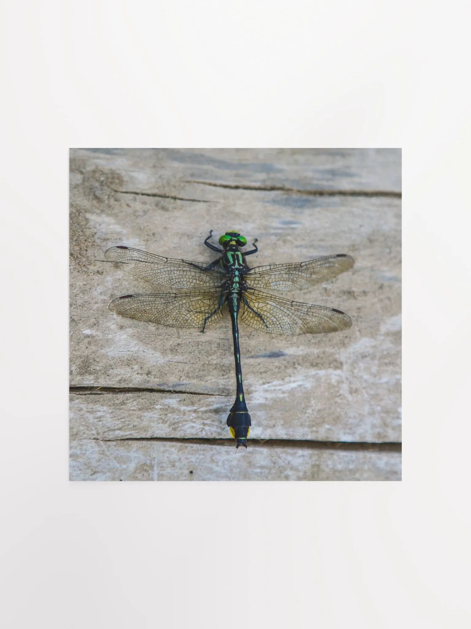 Dragonfly - Poster product image (5)