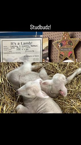 Went back to the state fair today and had to make sure I stopped by to see the crop art and meet the @stud.budz !!

They look...