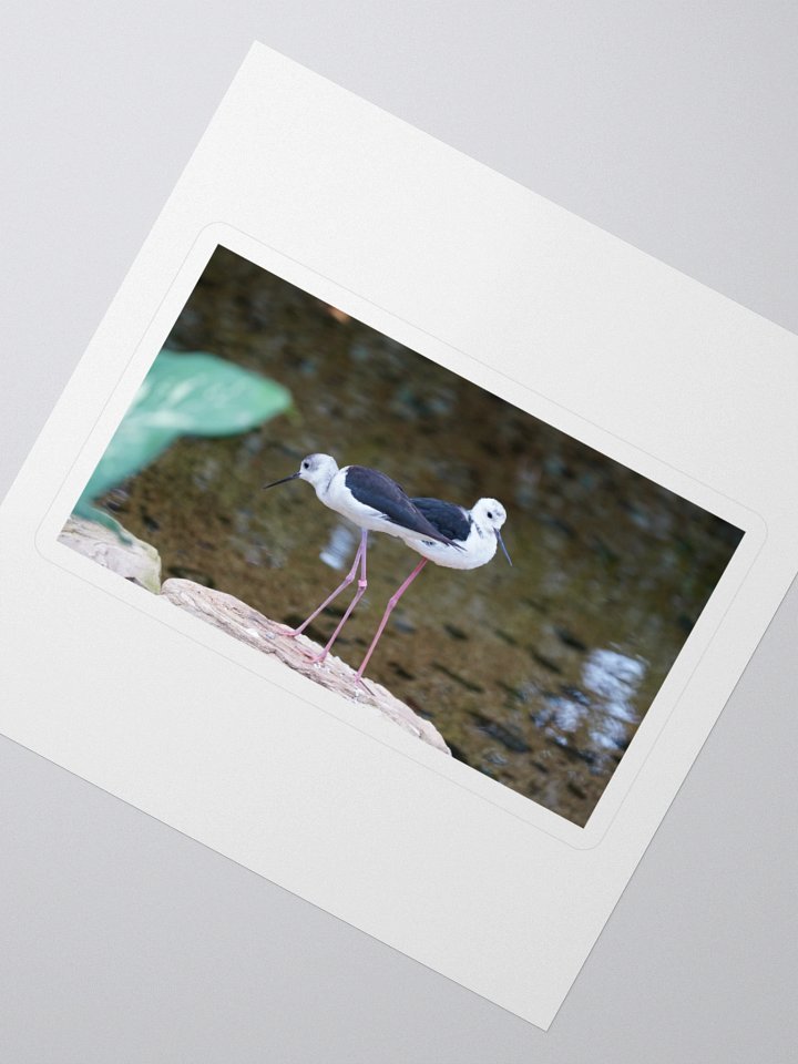 Stylish Black-Winged Stilts Stickers product image (2)