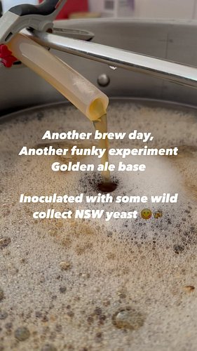 Embracing the untamed flavor of a Wild Golden Ale 🍺✨ Crafted with passion and a touch of wild spirit. #WildBrew #GoldenAle #C...