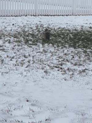 young warrior conquers the tundra #fyp #teacupyorkie 