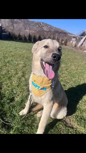 ° Beethoven °

Meet Beethoven – Your Adventure Buddy Awaits! 

Imagine a playful, loving pup bouncing into your life - that's...