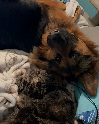 happy national GSD day 🥰

.

.

.
#dogs #dogsofinstagram #germanshepherd #germanshepherdpuppy #germanshepherdsofinstagram #do...