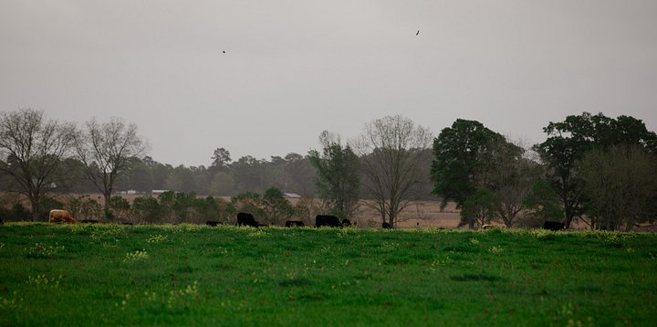 Grazing product image (1)