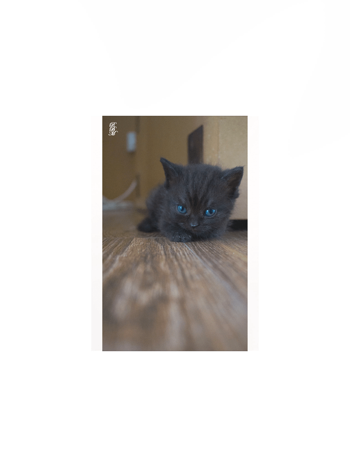 Black Kitten product image (1)