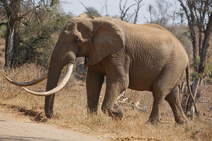 Elephants product image (1)