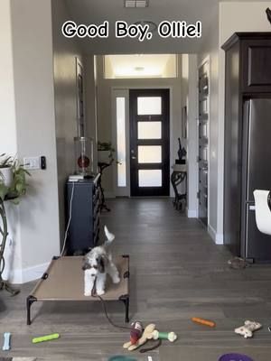 Most people can’t get their dog to stay for a treat. Ollie’s holding “Place” while his toys are flying past his face. He’s 16 weeks old. This is what impulse control actually looks like. Built through clarity, not commands-on-repeat. 🐾 Want this with your pup? Link in bio → Dream Dog Method #coachcaseyray #tiktok #lakehavasu #dogbehaviorexpert #puppytiktok #puppylife #cockapoo #puppytraining 