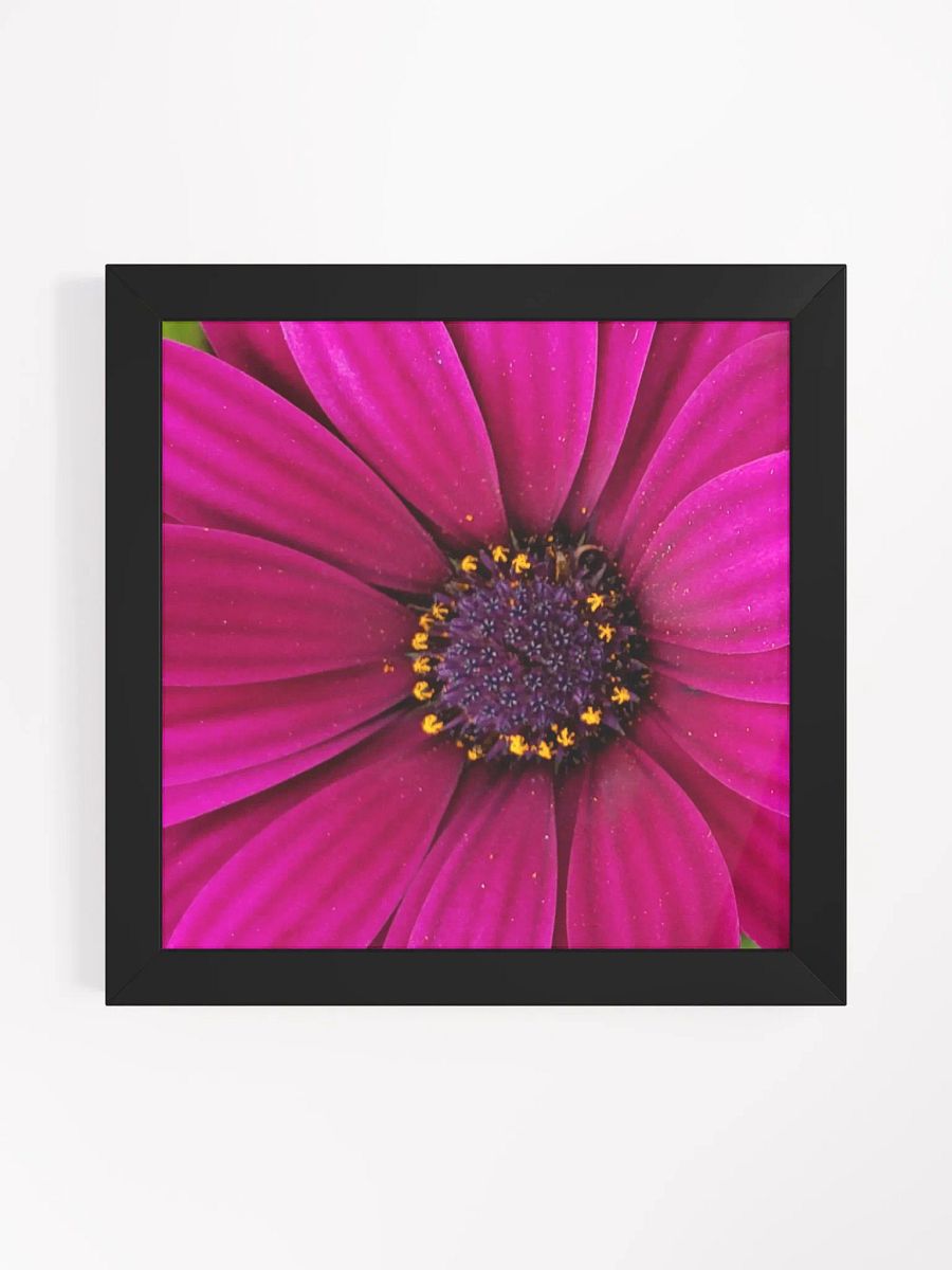 Pink Gerber Daisy product image (9)