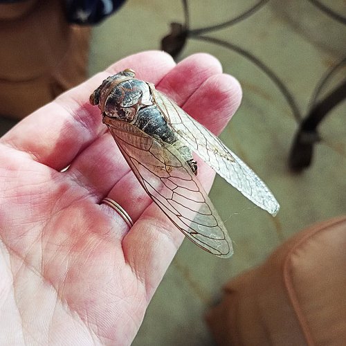 I forgot about this beauty. It's been drying for a couple of years now, so I think it's more than ready for a painting/collag...