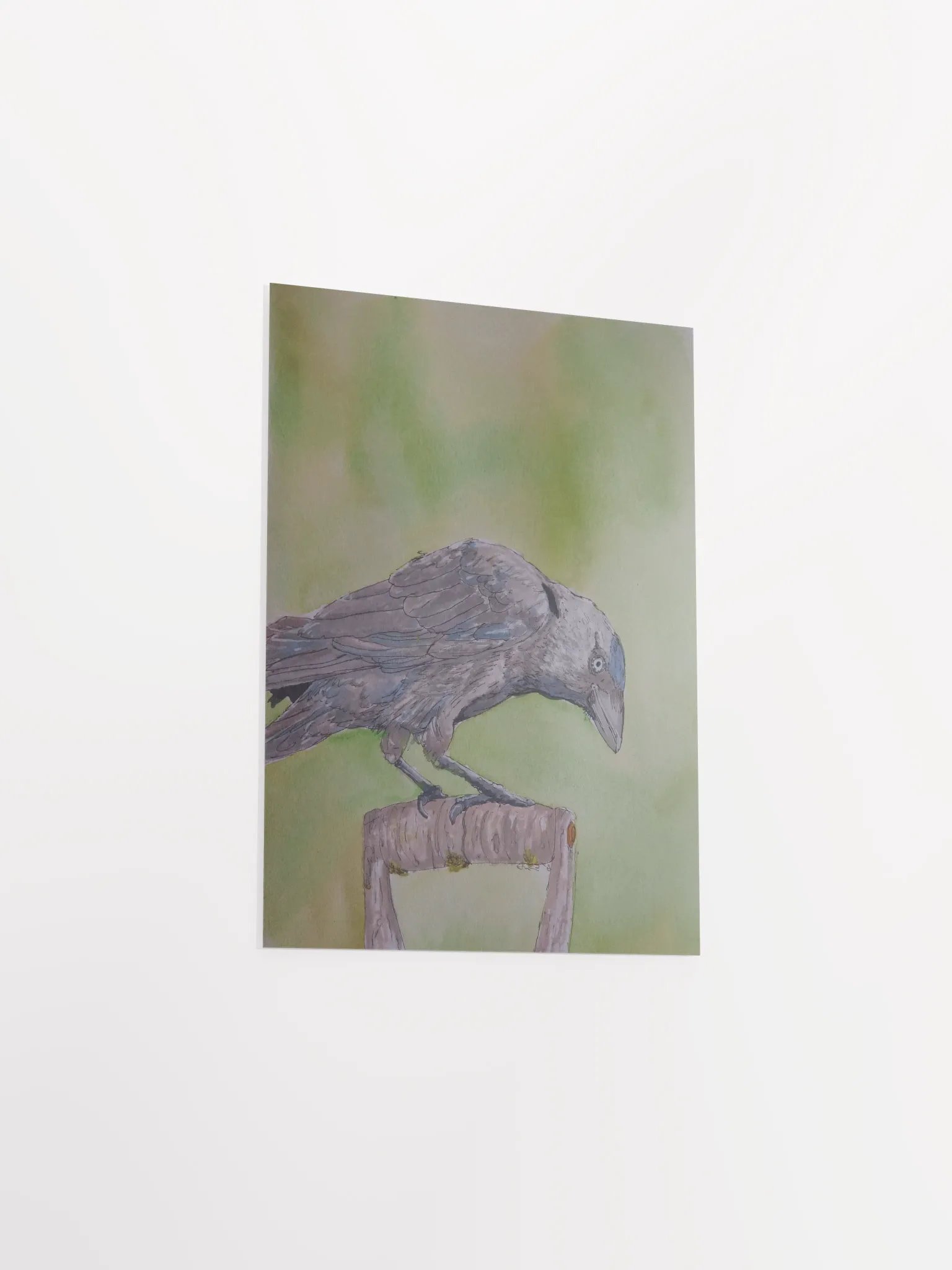 Corvid Series [06] Jackdaw poster print product image (3)
