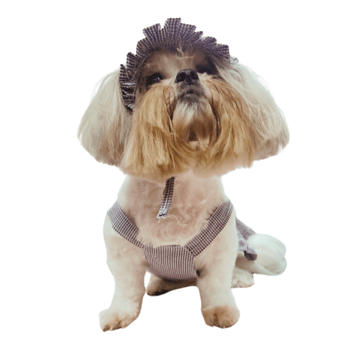 Conjuntinho Picnic Fashion - Modelagem Pet PDF product image (4)