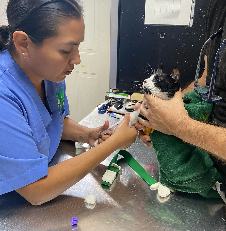 Leia getting tests done at the vet