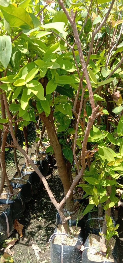 Tanaman buah jambu citra merah tinggi 2 meter siap berbuah product image (1)
