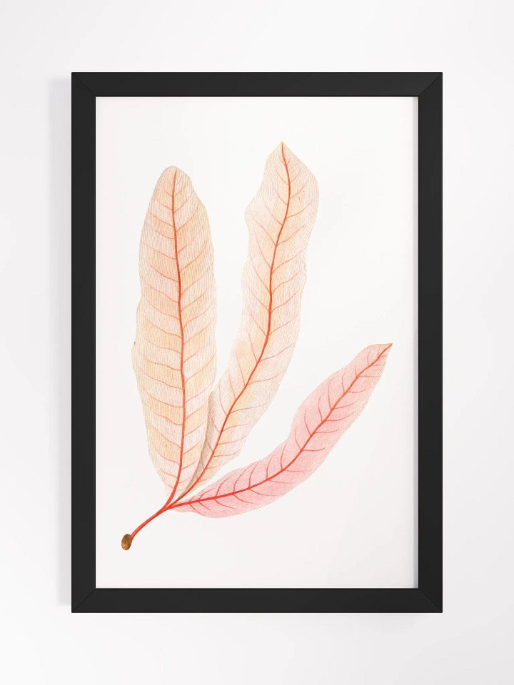 Ecotone Leaf Skeleton Framed Print product image (1)