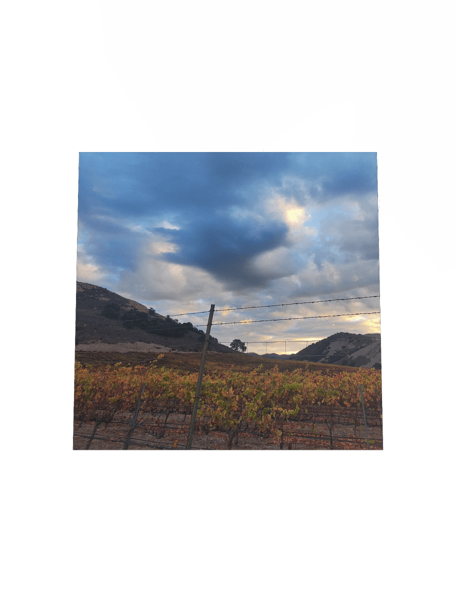 Vineyard Horizon Matte Poster product image (19)