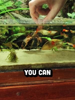 Feeding my spotted turtle
