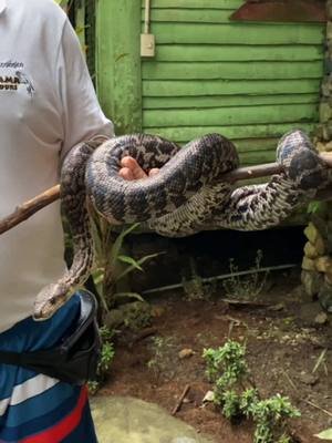 ISLABON | RUGAMA: Un escondite ecológico en Cabarete ¿Buscas una aventura diferente en la Costa Norte? ¡Rugama es tu destino! Este parque ecológico, ubicado a solo 13 minutos (7.4 km) de Cabarete, te ofrece una experiencia única en contacto con la naturaleza. *Amplíe en el link de la biografía.* Nota: recuerda que el video del recorrido completo esta al final de cada historia  #rugama #cabarete