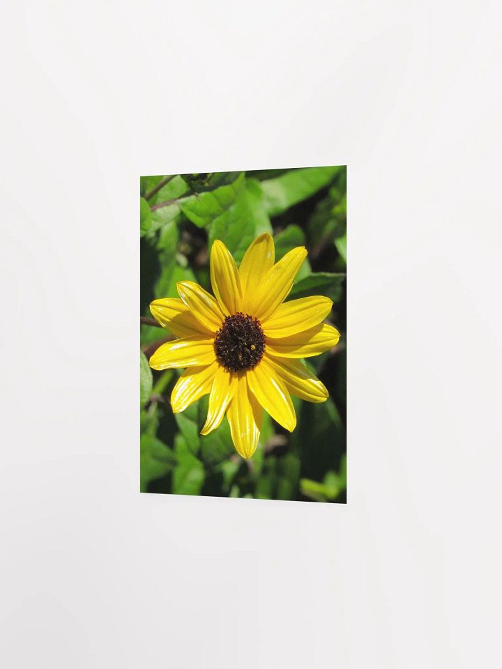 Mini Sunflower product image (23)