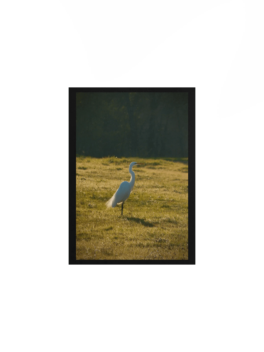 Full of Egrets product image (1)