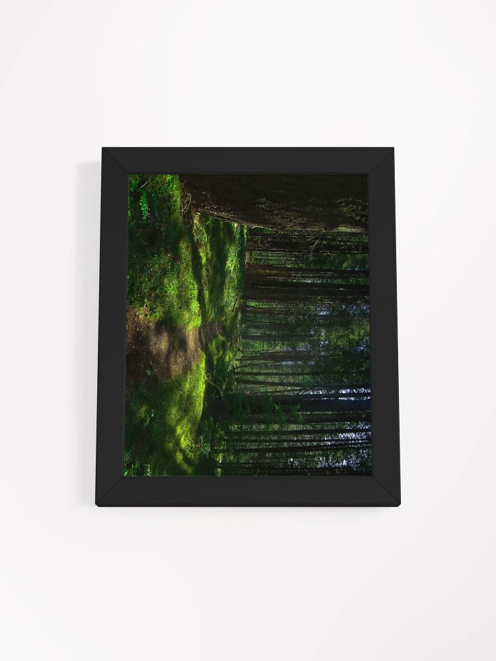 Lower Dungeness Trail Timber sun lighting Matte Poster product image (1)