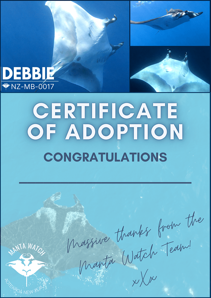 Debbie - Adopt A Manta Pack product image (1)