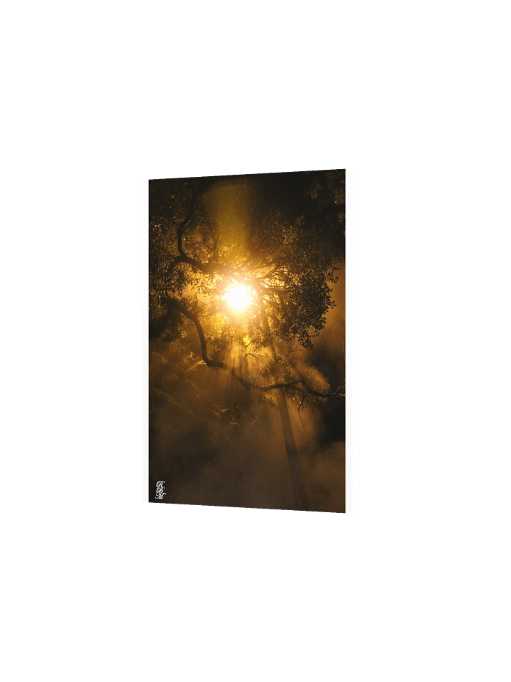 Light through Tree Branches product image (8)