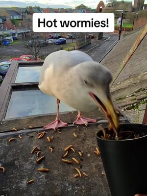How to keep your pet seagull warm through winter ❤️  #fyp #foryou #seagull #bird #feedingsteven