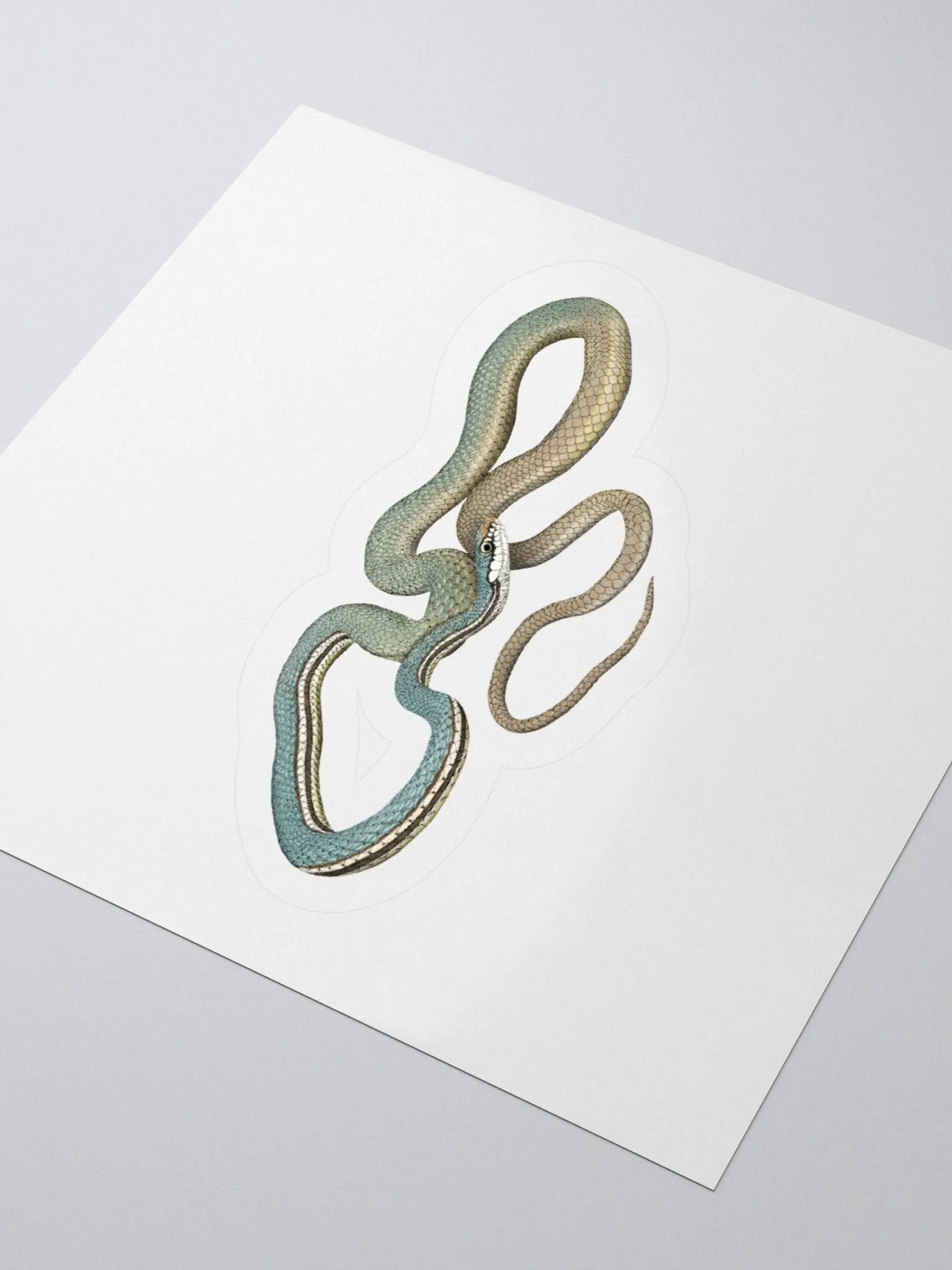 Die-Cut Sticker – Sonoran Whipsnake product image (3)