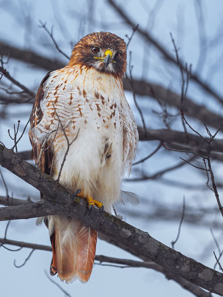 Redtail Hawk product image (1)