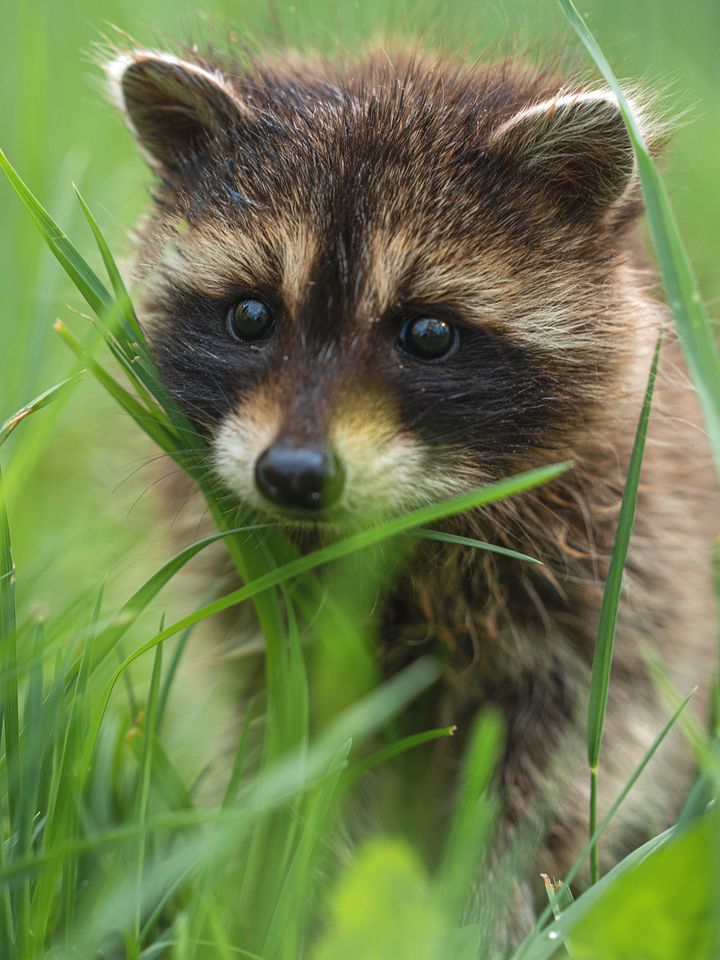 Baby Raccoon #1 product image (1)