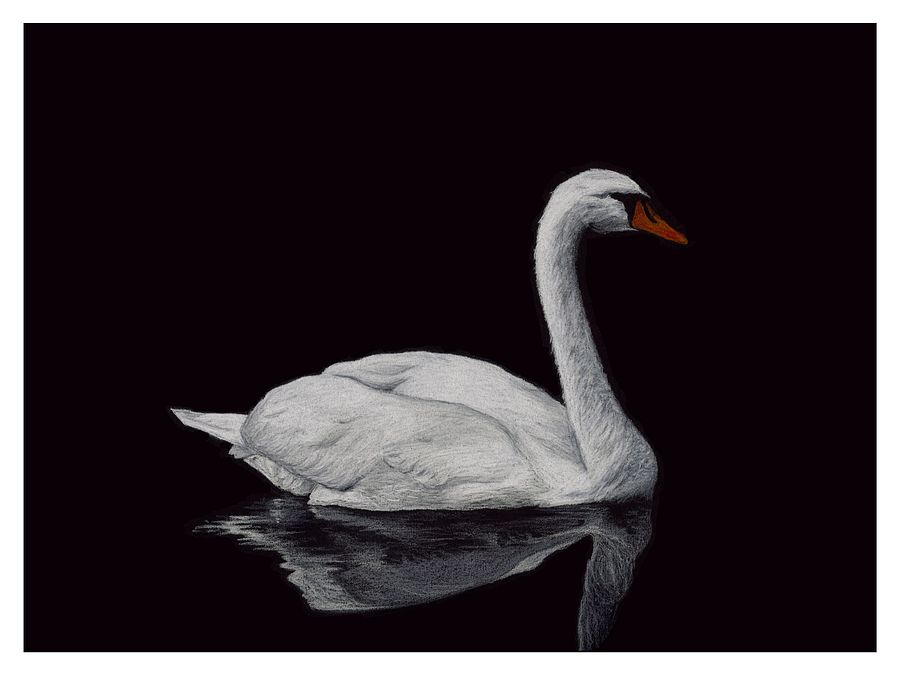 Mute Swan - giclée print product image (1)