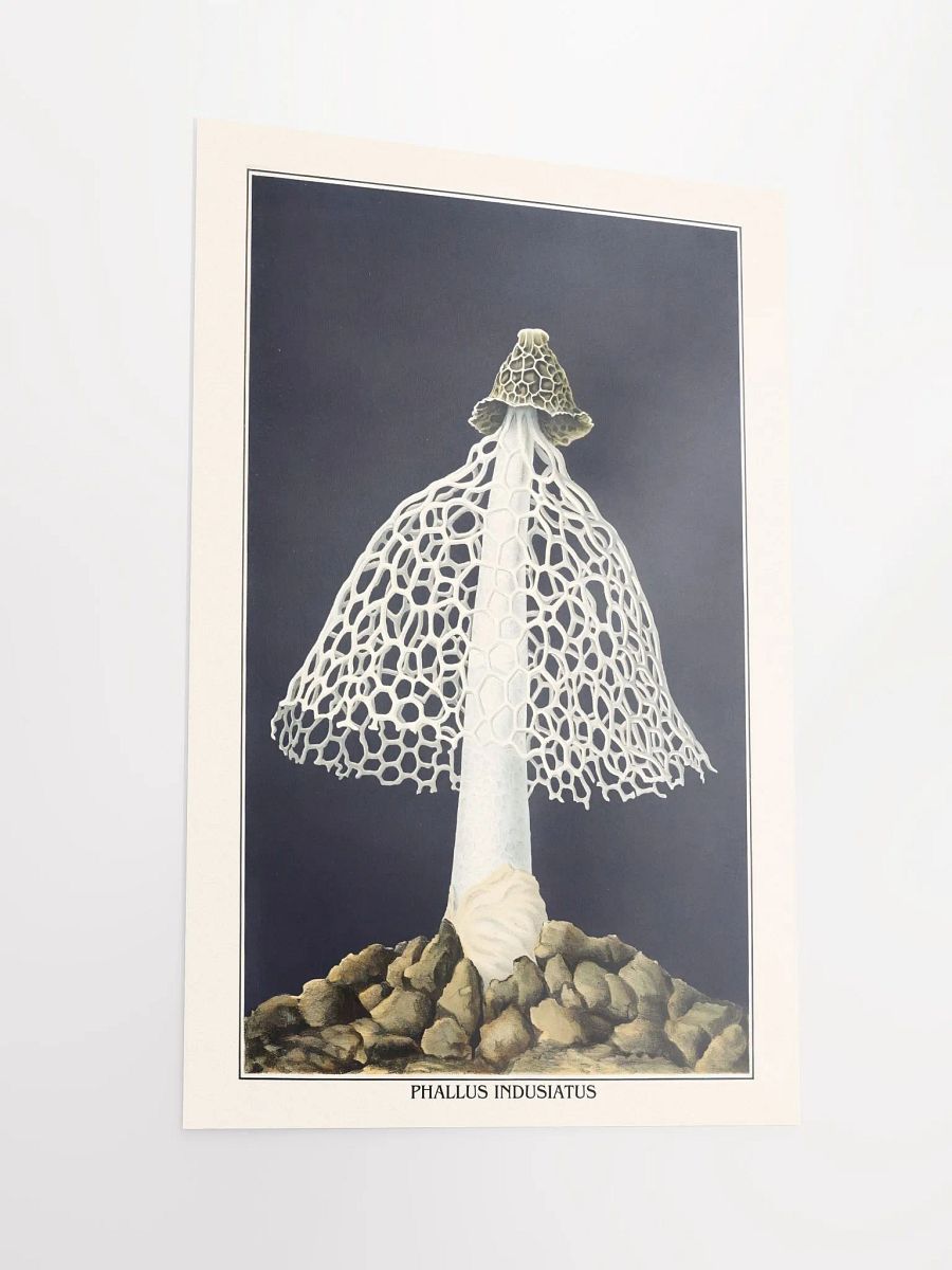 Phallus Indusiatus Poster product image (2)