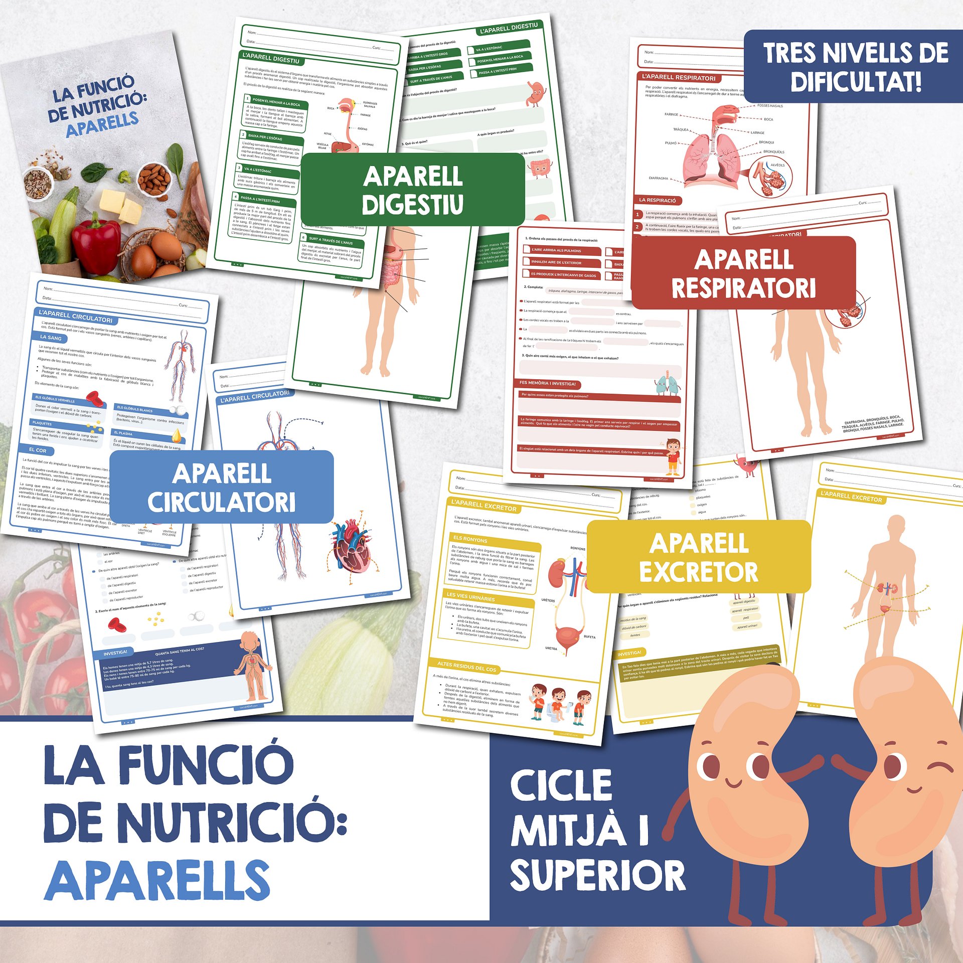 La funció de nutrició: aparells product image (1)