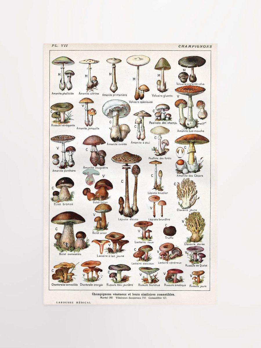 French Mushroom Chart Poster product image (4)