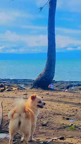 🏖️ 🏝️