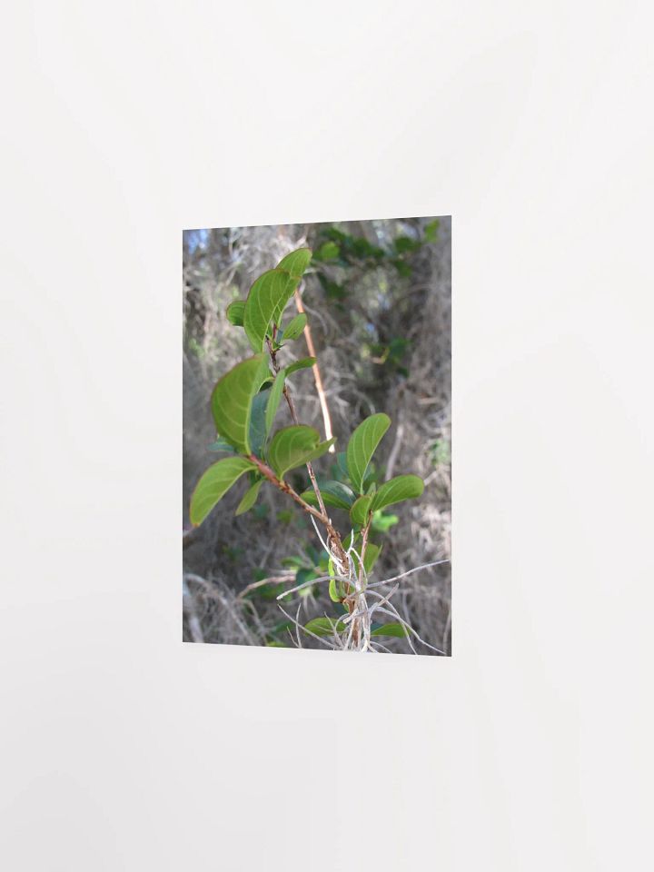 Southern Moss product image (19)