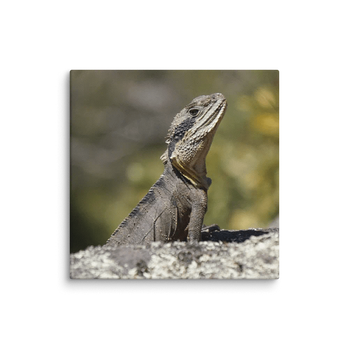 Lizard Canvas product image (1)