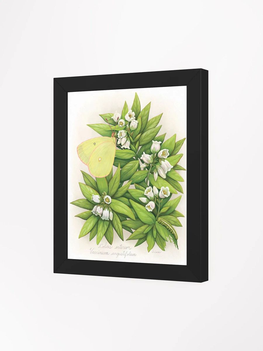 Pink Edged Sulphur Butterfly product image (32)