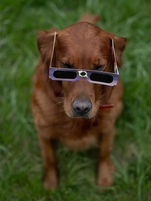 #solareclipse2024 #pathoftotality #eclipsesolar #doglife #mansbestfriend🐶 #mansbestfriend 