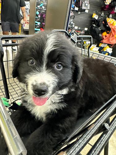 Welcome our new baby to our family!! His name is Ripley and is a Golden Aussie Mix. Last time I had a dog I was 9 years old. ...