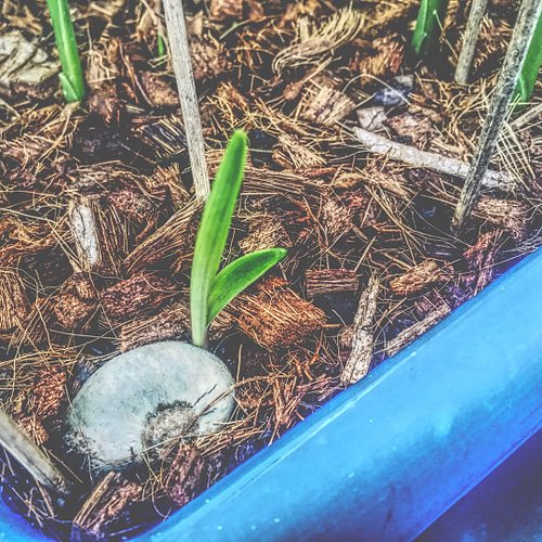 #crinummauritianum #crinum #crinumlily #garden #plant #flower #giant #petals #bloom #seeds #bulbils #cycle #crosssection #pes...