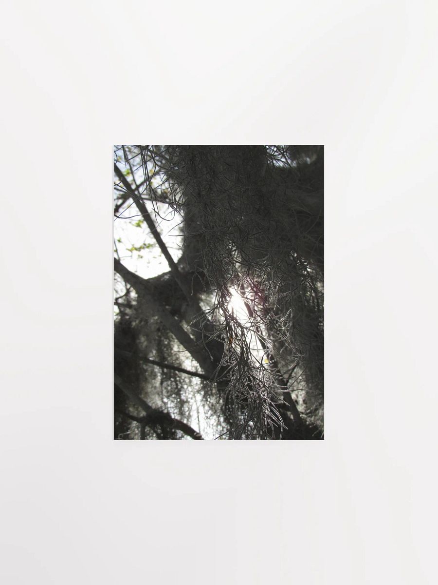 Southern Moss 2 product image (5)