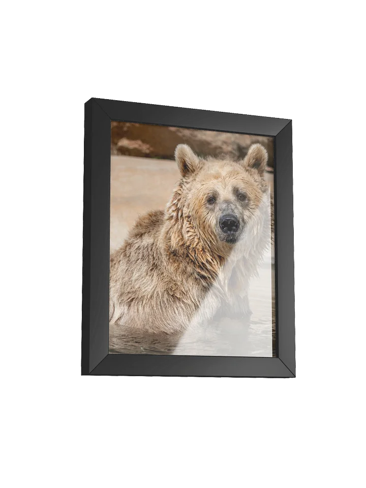 Cherry Bomb the Grizzly Portrait Photo product image (2)