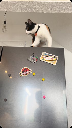 Catty gets in the strangest places. 

#calico #calicocat #catty #chicathedoberman #jump #ilovecats